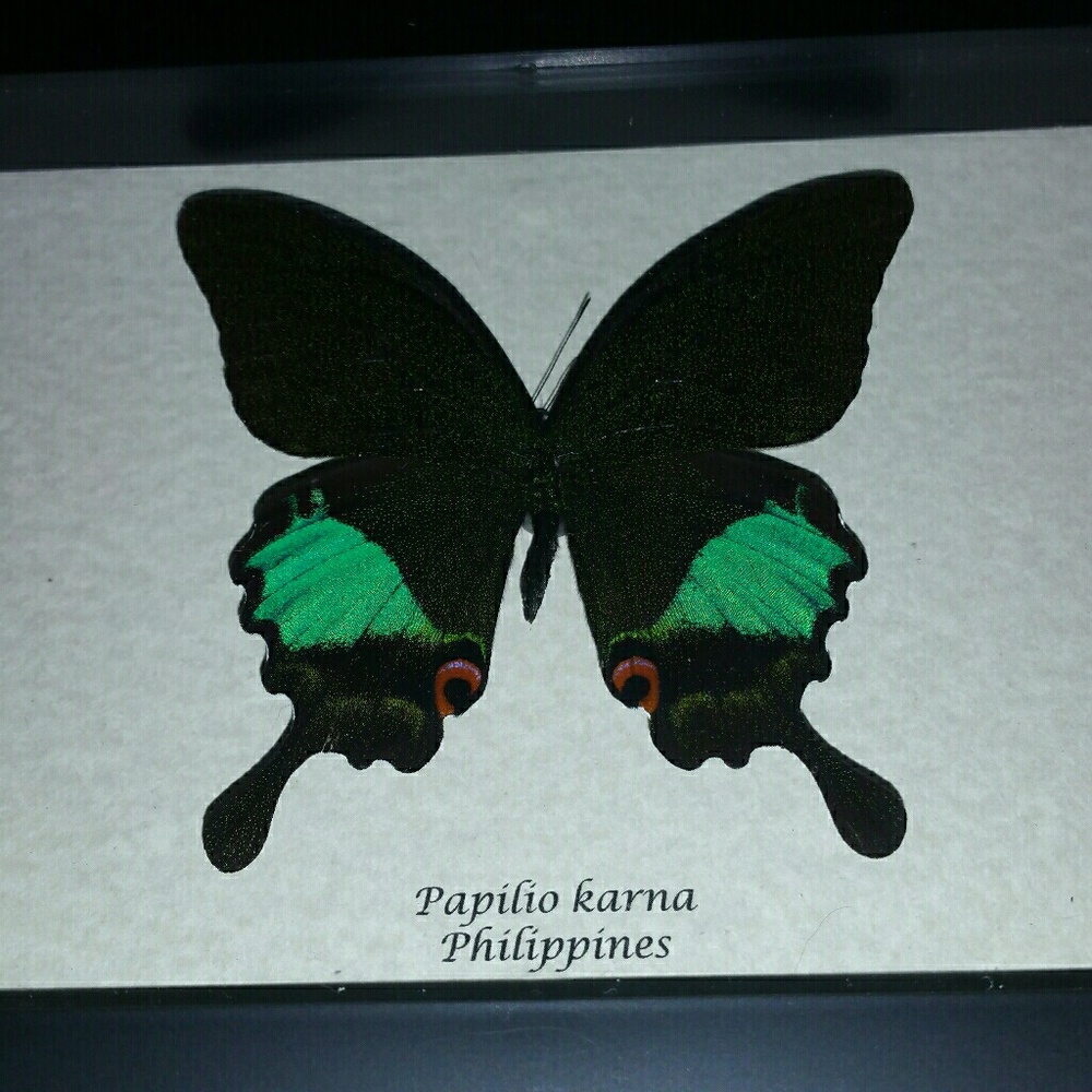 Real exotic framed butterfly